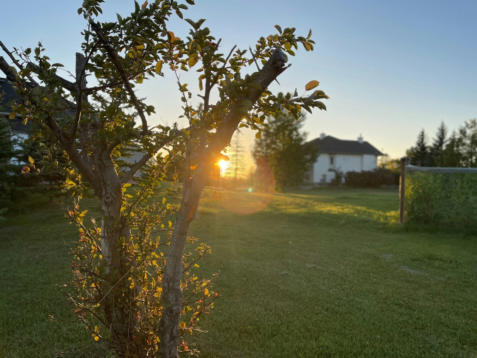 Großes Gartengrundstück bei Sonnenuntergang mit Obstbaum und weißem Wohnhaus im Hintergrund — Grundstücksgröße als Wertfaktor beim Hausverkauf